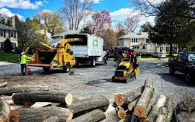 Best Arborist Consultation Services  in Lake Ronkonkoma, NY